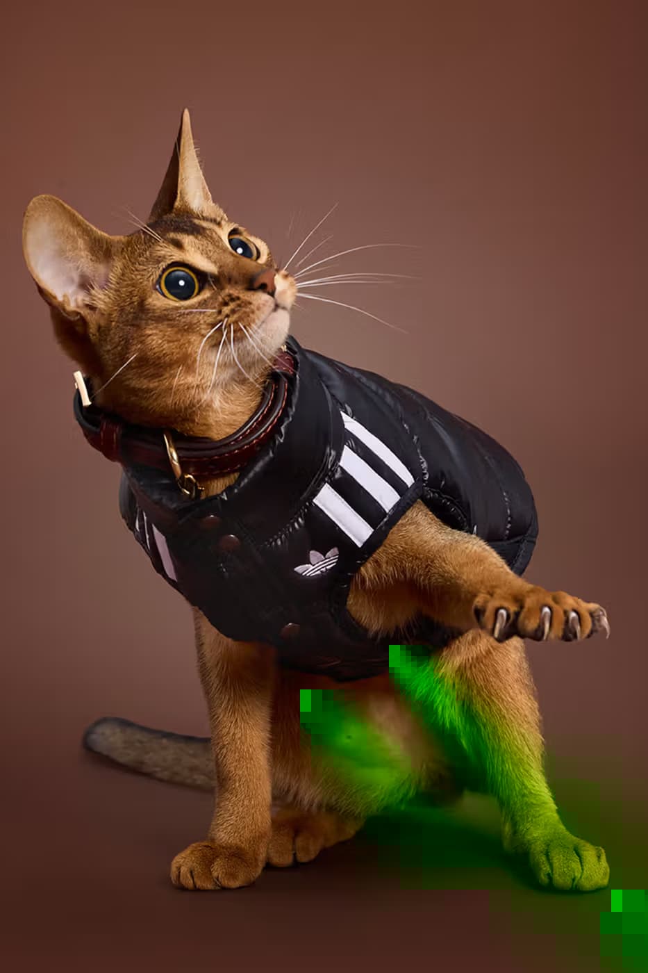 adidas Pet Collection