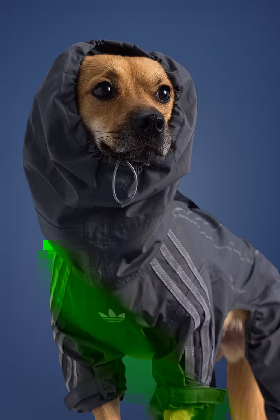 adidas Pet Collection