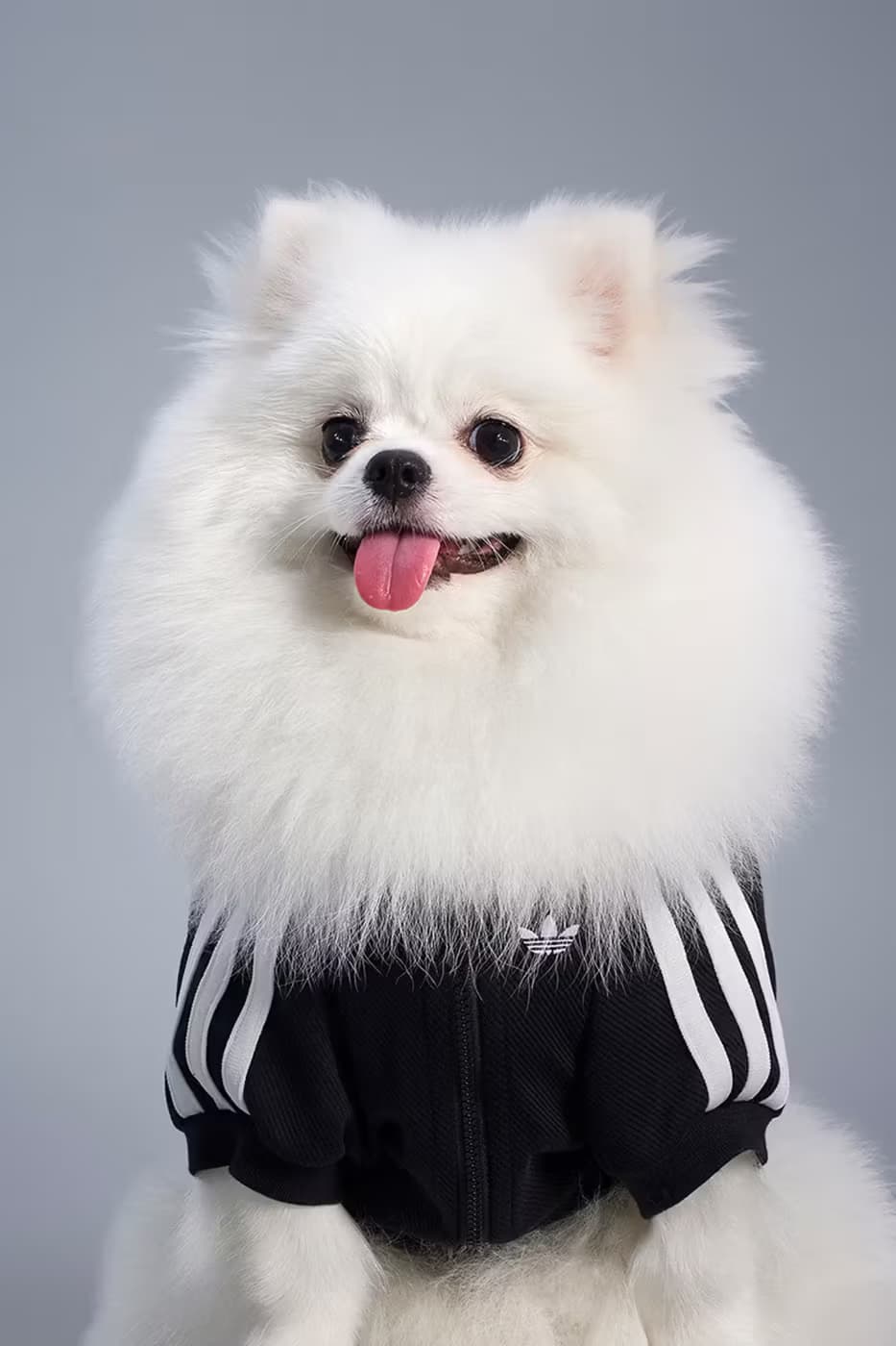 adidas Pet Collection